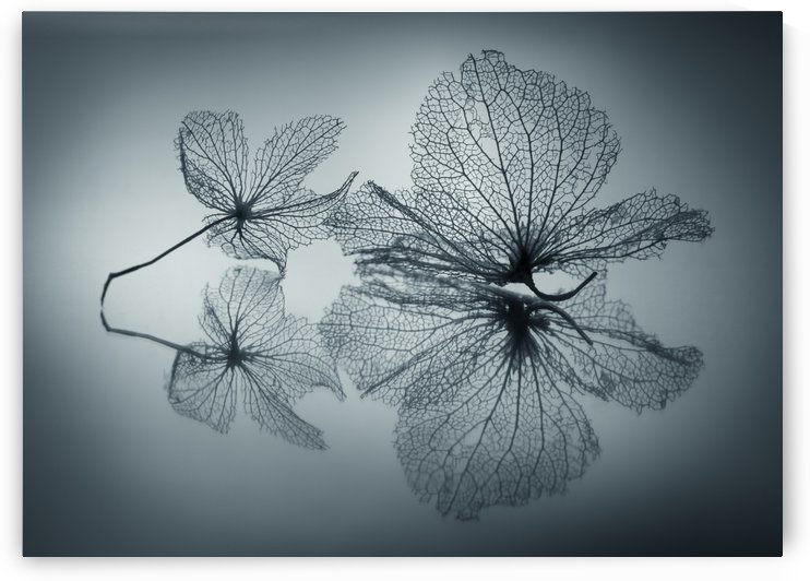 Ephemeral Beauty by 1x