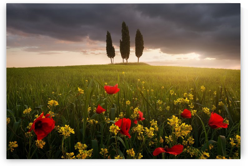 Blooming Tuscany by 1x