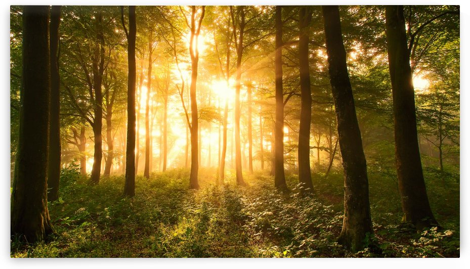 Light in the Forest. by 1x