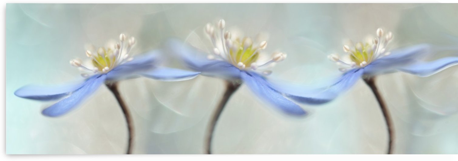Dancing anemones by 1x