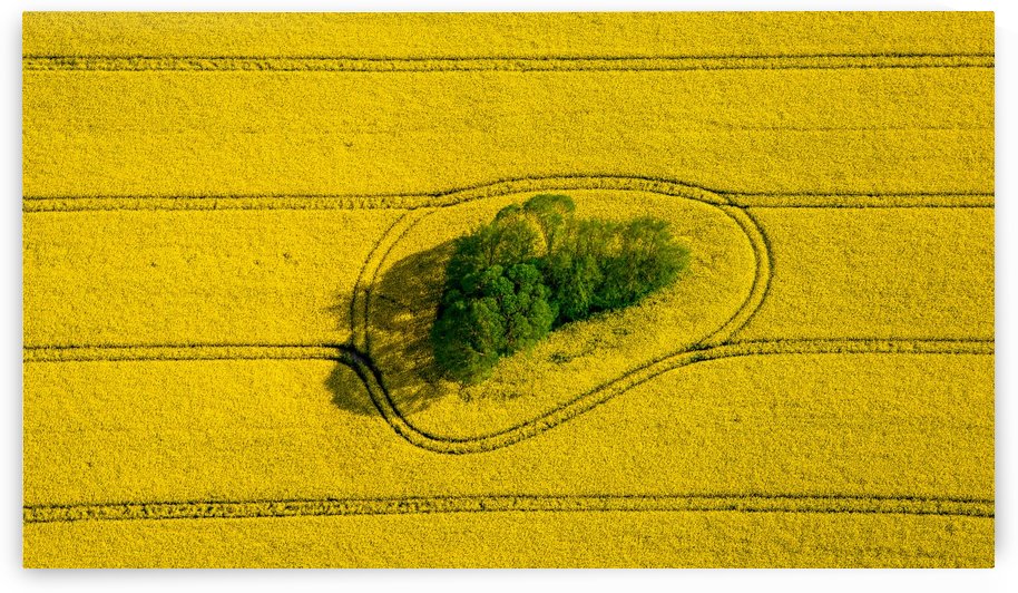 Island in the Field by 1x