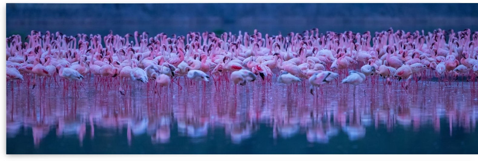 Flamingos by 1x