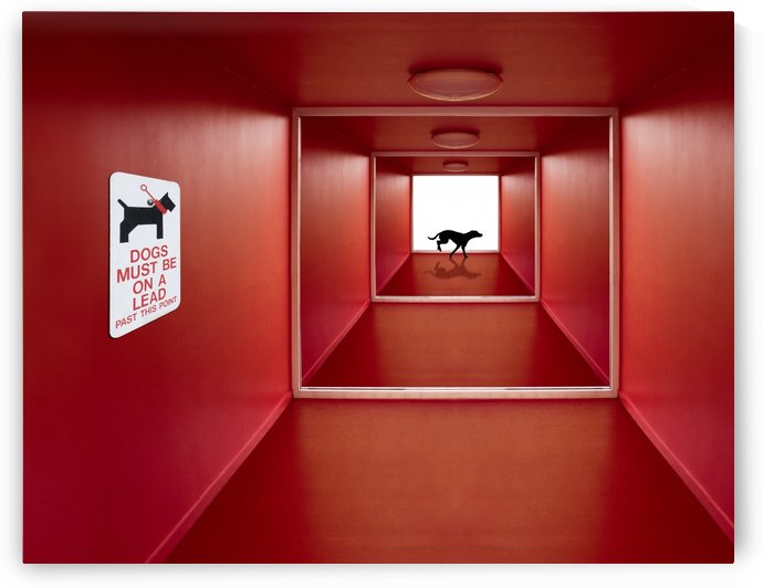 Dog on the Loose by 1x