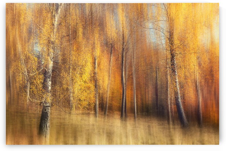 Autumn Birches by 1x