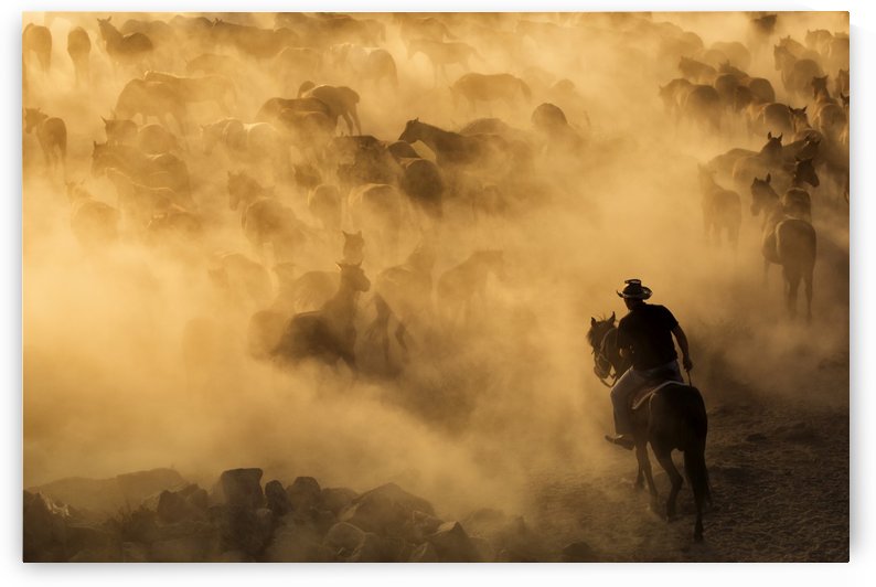 Cappadocia wild horses by 1x