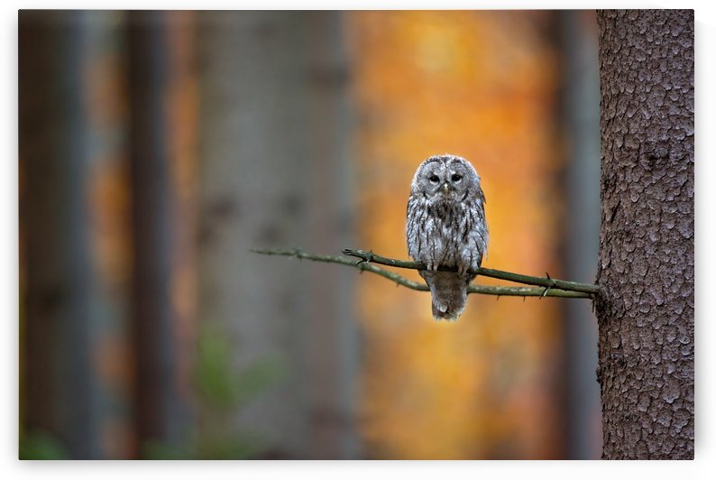Tawny Owl by 1x