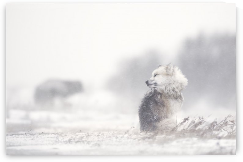 dogs in the storm by 1x