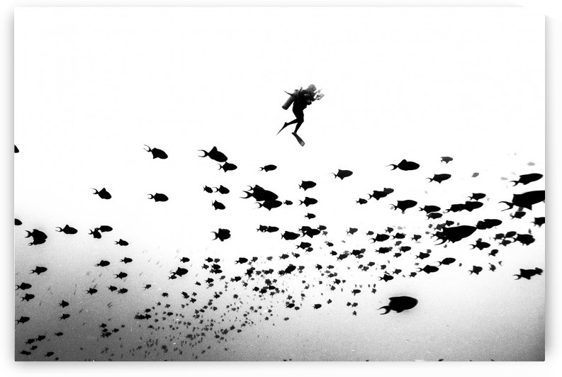 Pied Piper of Hamelin by 1x