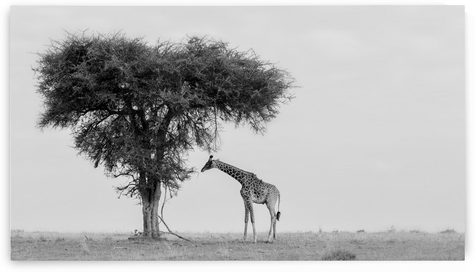 The wild by 1x