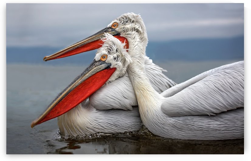 Dalmatian Pelicans by 1x