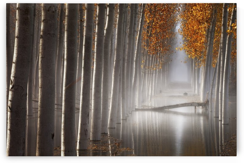 The Fallen Idol V by 1x