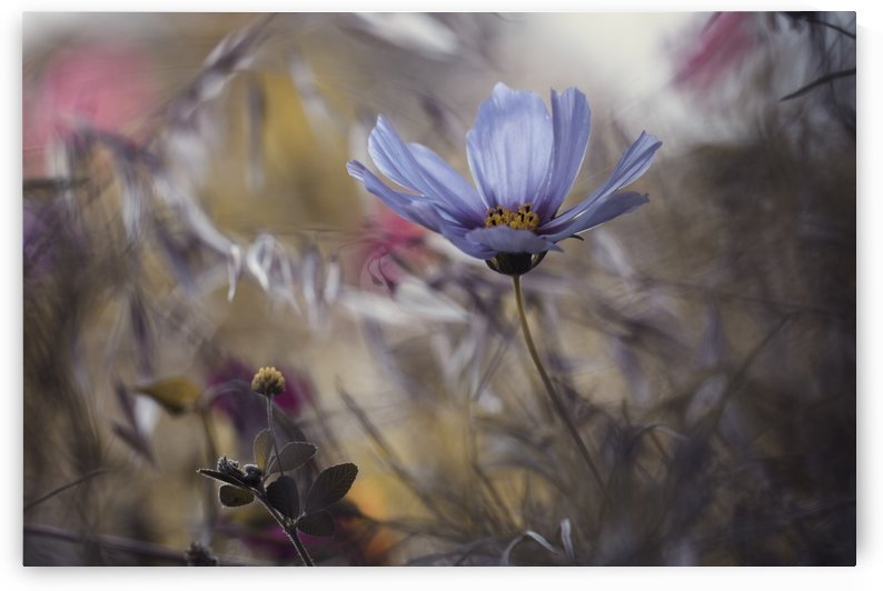 Things that flowers tell by 1x