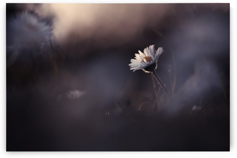 A poor lonesome paquerette by 1x