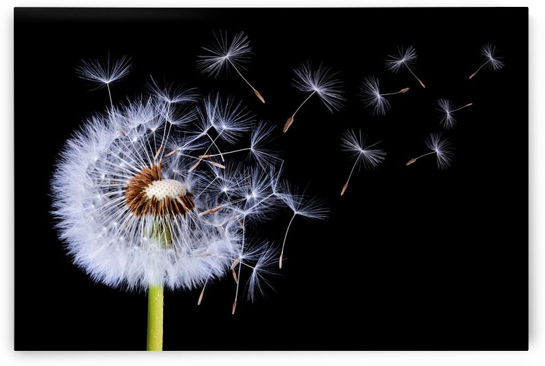 Dandelion Blowing by 1x