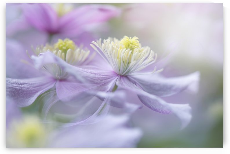 Clematis 'Mayleen' by 1x