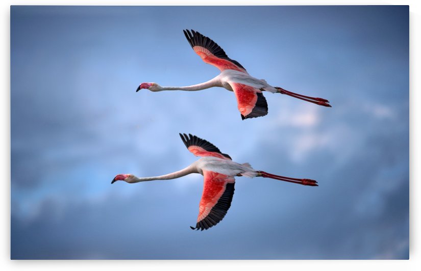 Greater Flamingos by 1x