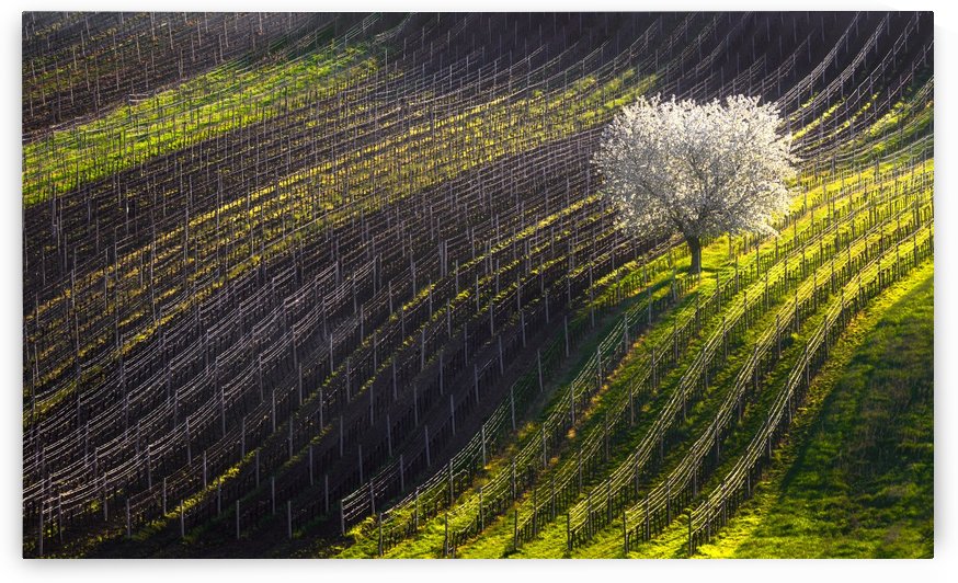 Strings of spring by 1x