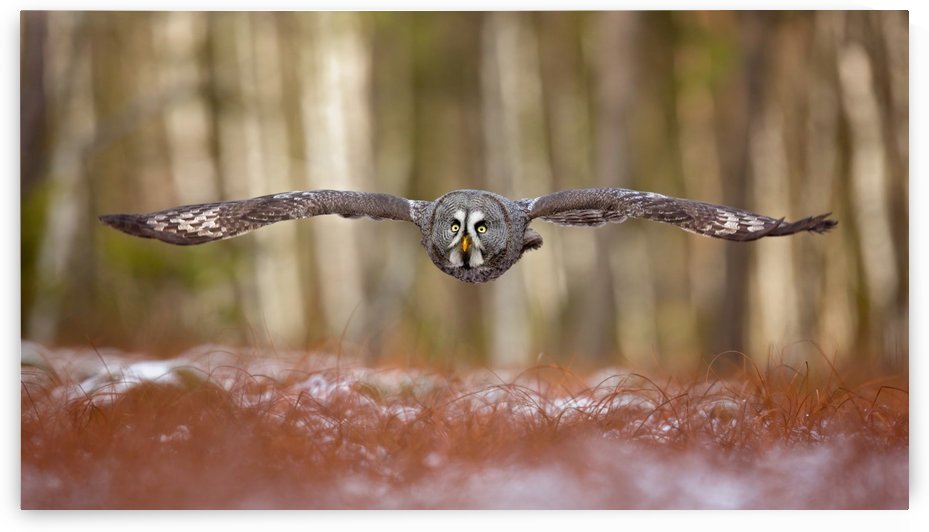 Great grey owl by 1x