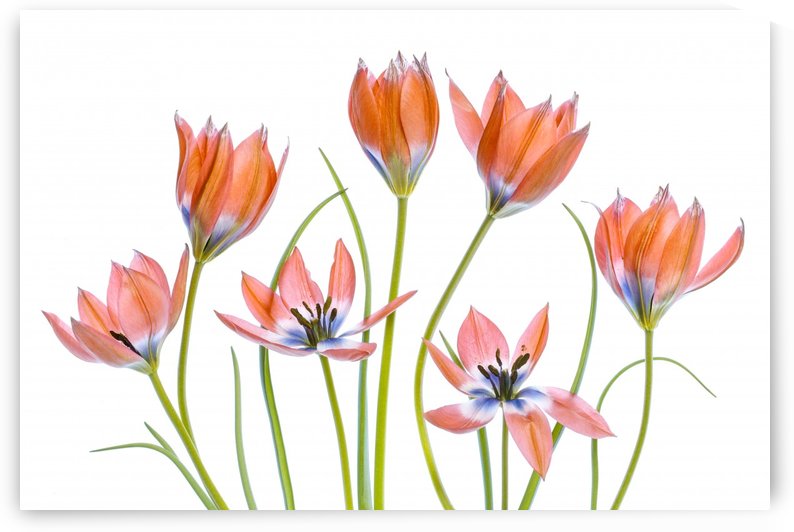 Apricot Tulips by 1x