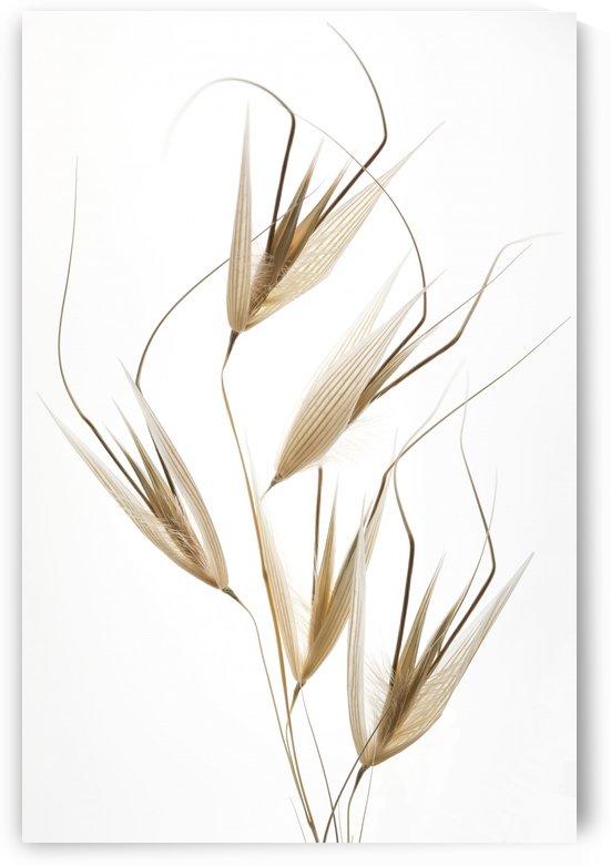 Delicacy of nature by 1x