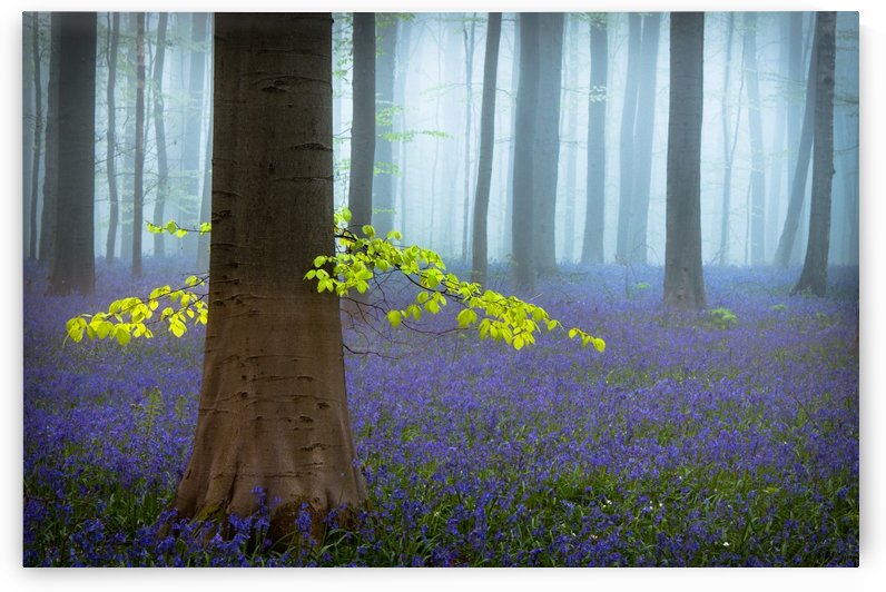 Spring........... by 1x