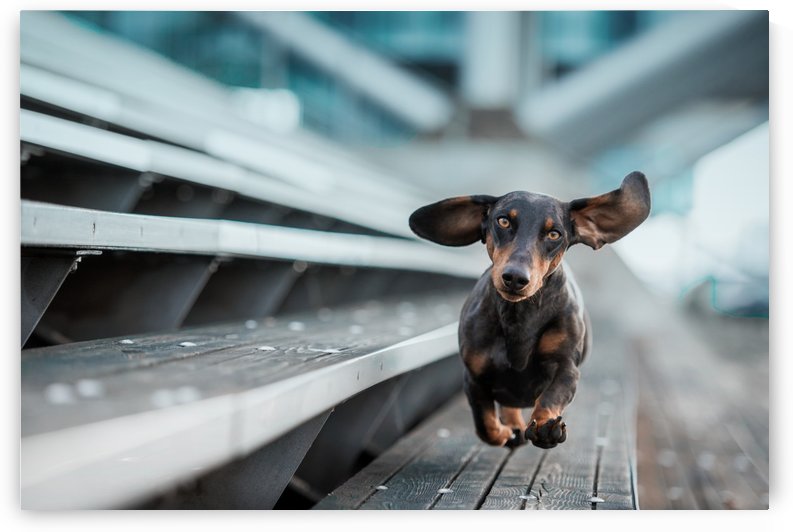 Ein kleiner Hund lA¤uft durch die Welt.... by 1x