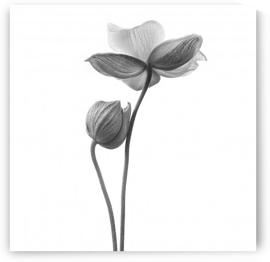 A little touch - monochrome by 1x