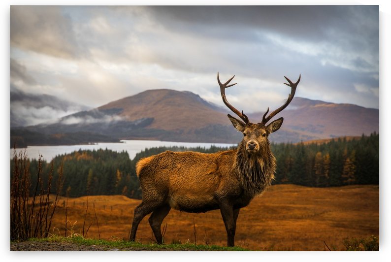 Scottish Stag by 1x