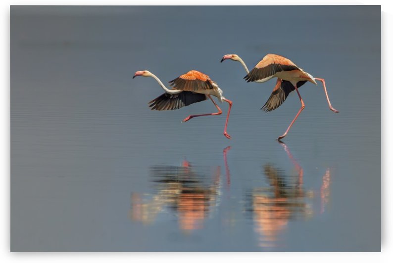 Flamingo landing by 1x