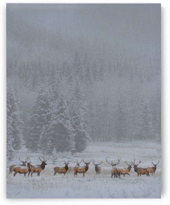 Standing in storm by 1x