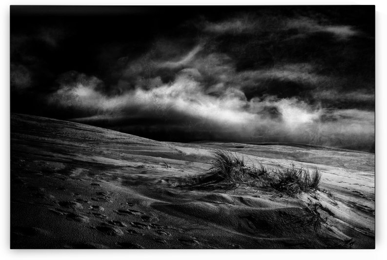 marram grass by 1x