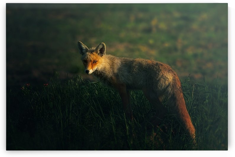 Mr.Fox by 1x