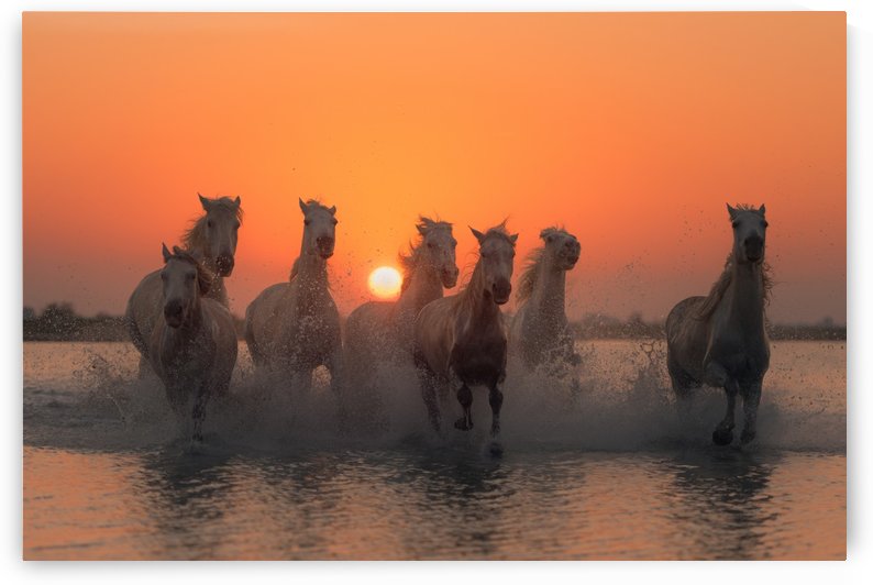 Sunset in Camargue by 1x