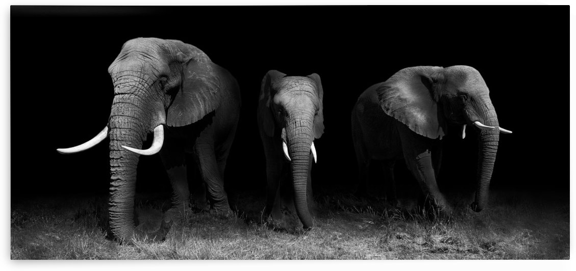 Out of the Darkness by 1x