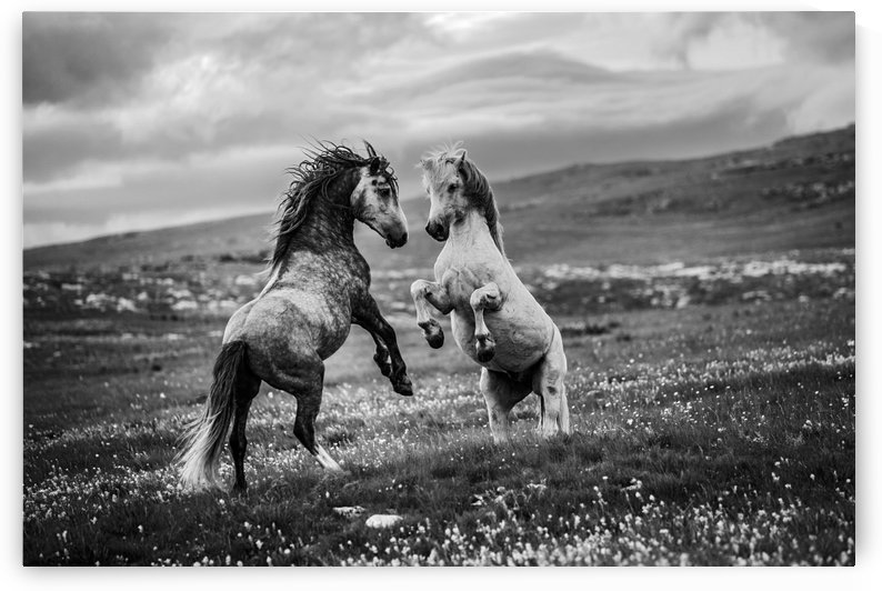 Wild and free by 1x