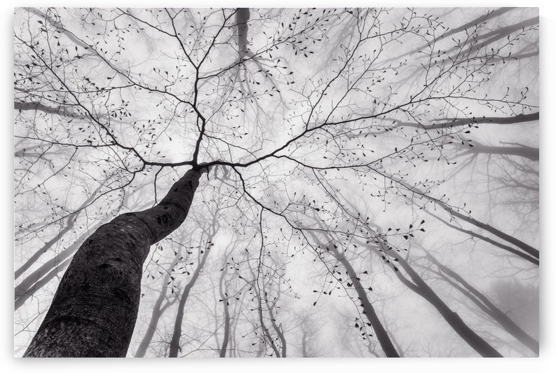 A view of the tree crown by 1x