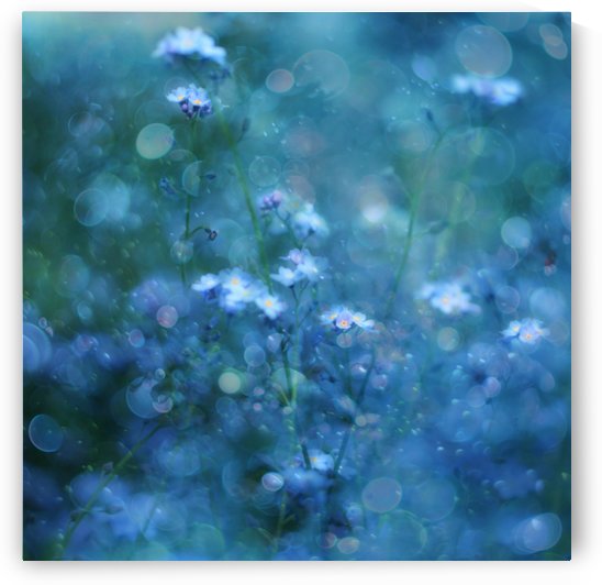 Blue Serenity by 1x