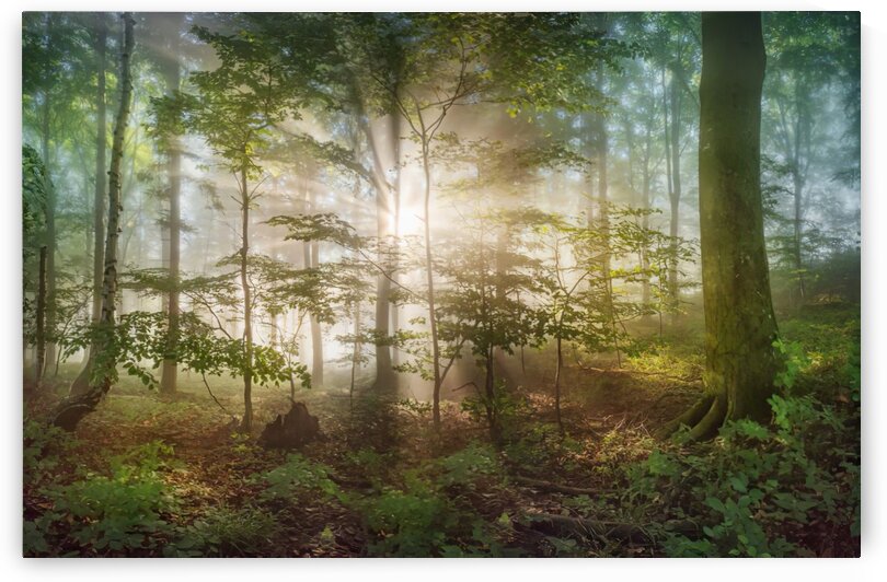 morning sun by 1x