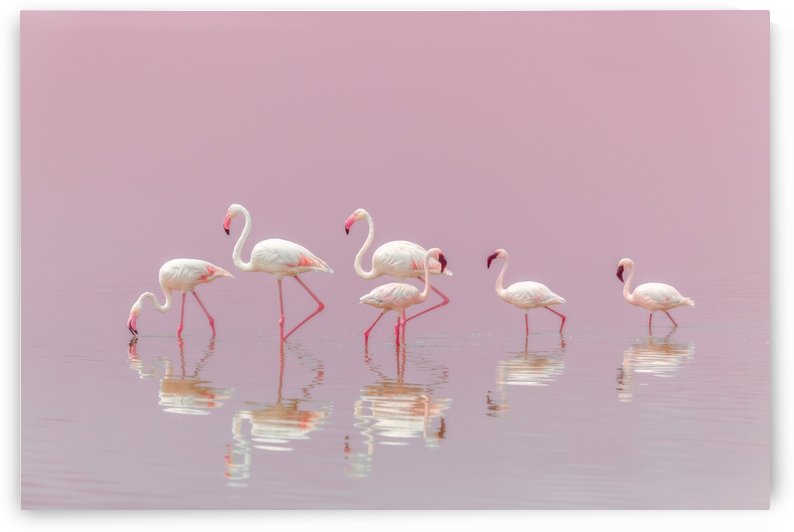 Flamingos by 1x