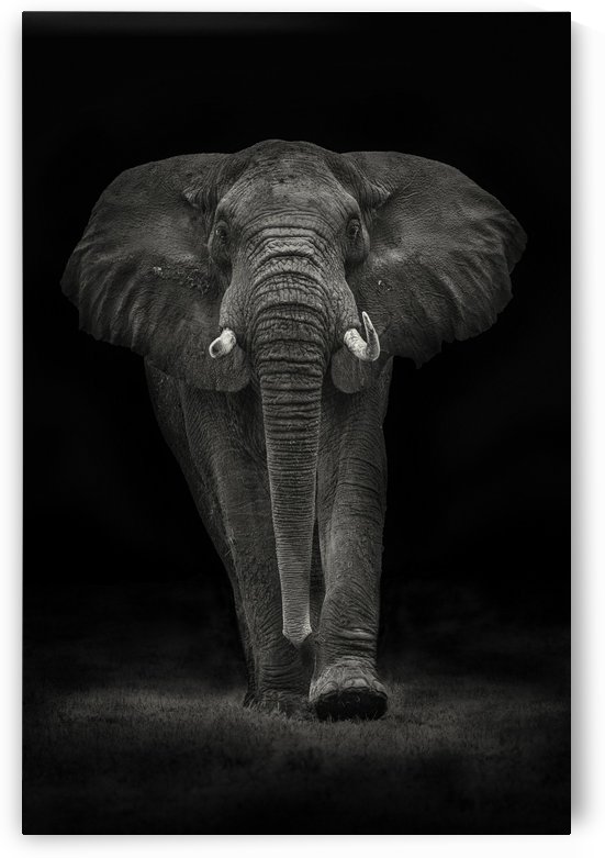 Ngorongoro Bull by 1x