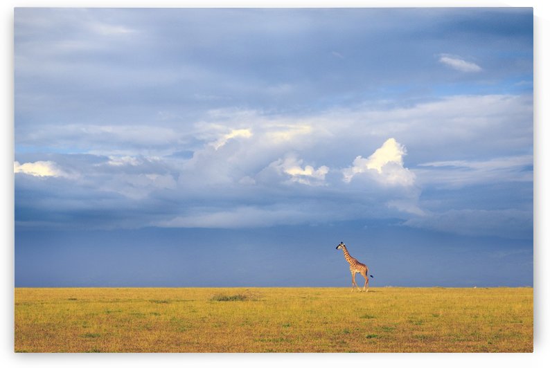 Colors of freedom by 1x