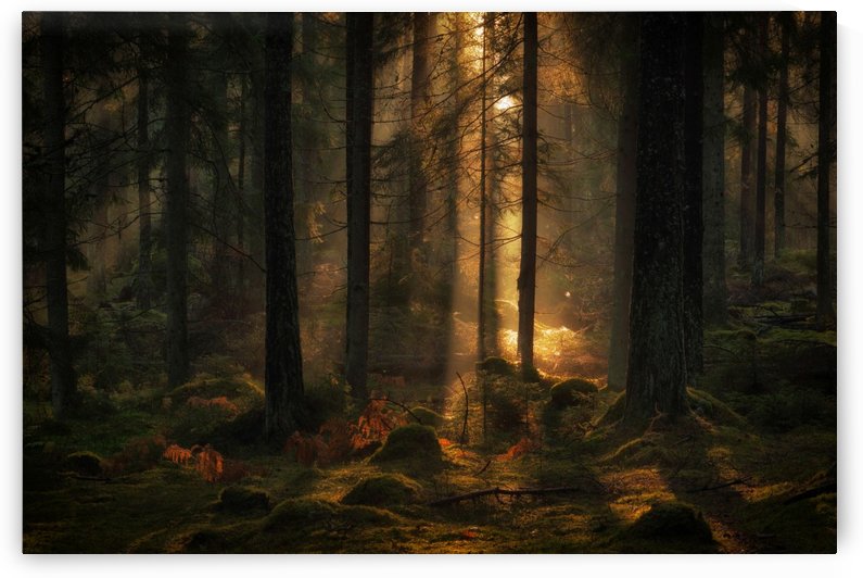 The light in the forest by 1x