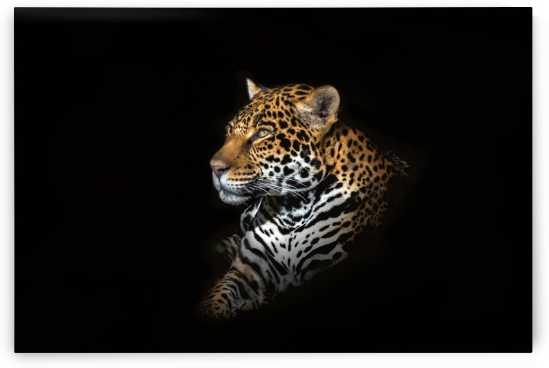 Jaguar Portrait by 1x