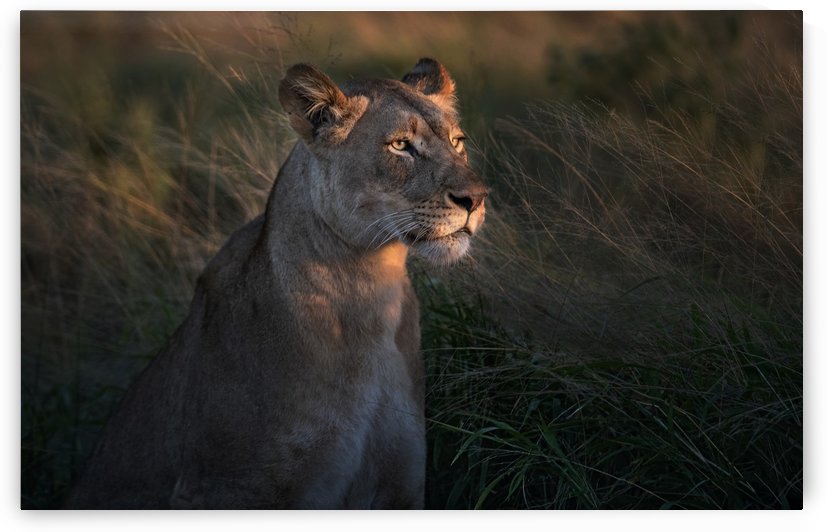 Lioness at firt day ligth by 1x