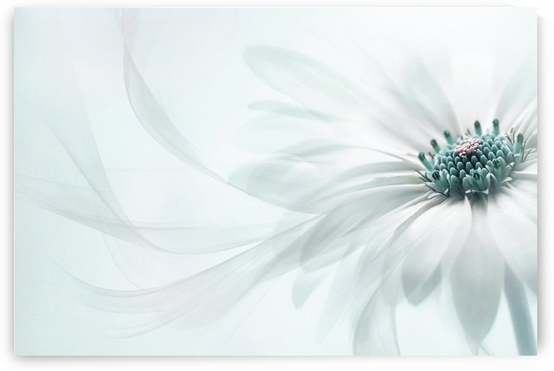 Purity by 1x