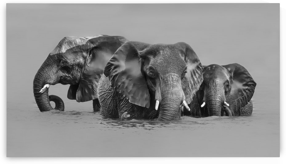 Elephant Crossing The River by 1x