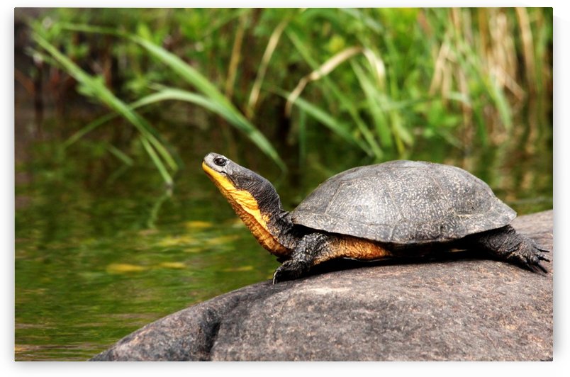 Smiling Blandings Turtle by Deb Oppermann