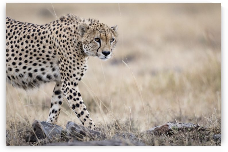 Cheetah Bro by JADUPONT PHOTO