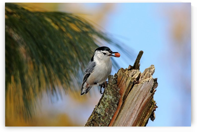 Nutty Nuthatch by Deb Oppermann