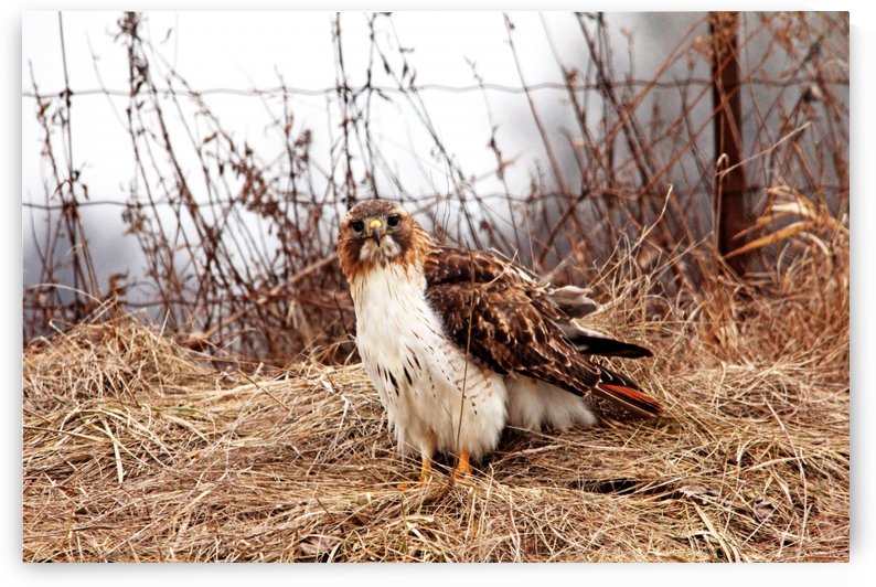 Red Tailed Hawk In The Field by Deb Oppermann